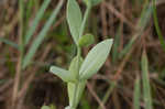 Catchfly prairie gentain